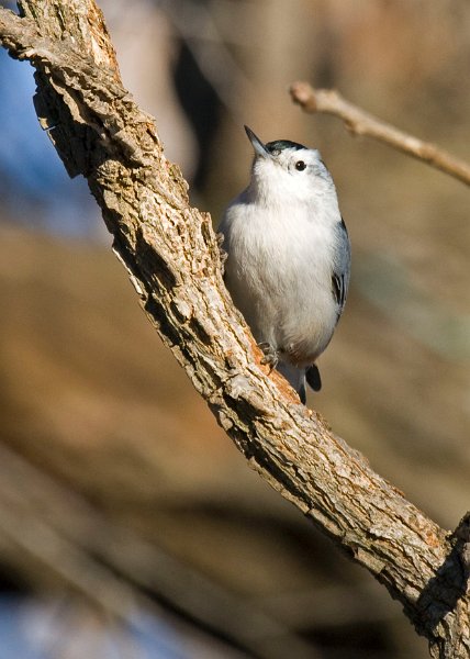 WBNuthatch-0035