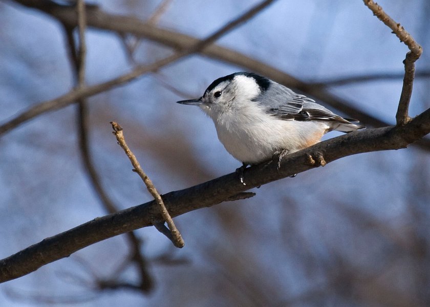 WBNuthatch-0040