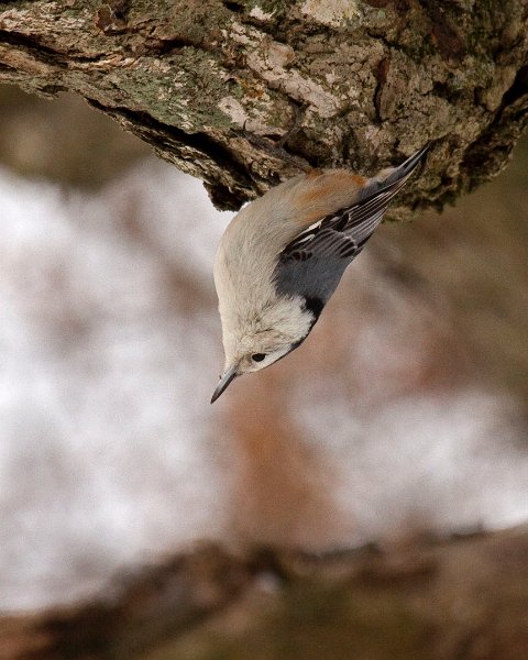 WBNuthatch-0051