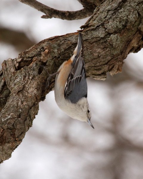 WBNuthatch-0052