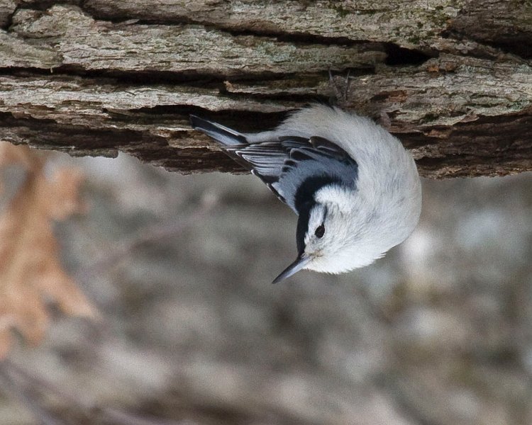 WBNuthatch-0053