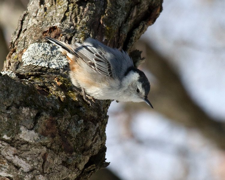 WBNuthatch-0056