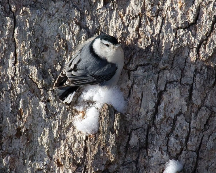 WBNuthatch-0057