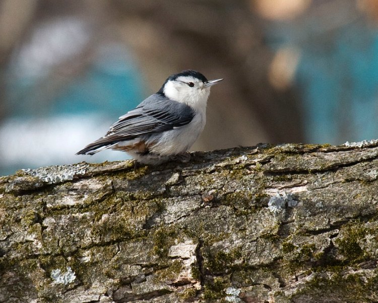 WBNuthatch-0059