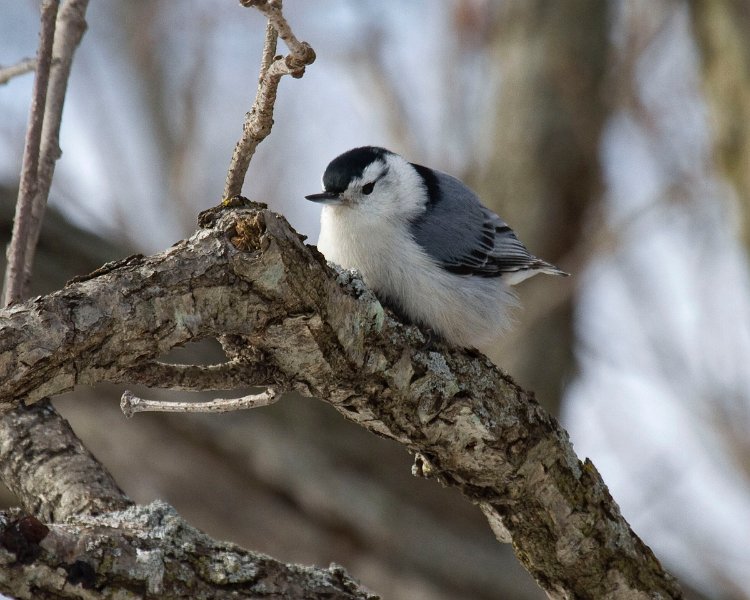 WBNuthatch-0068