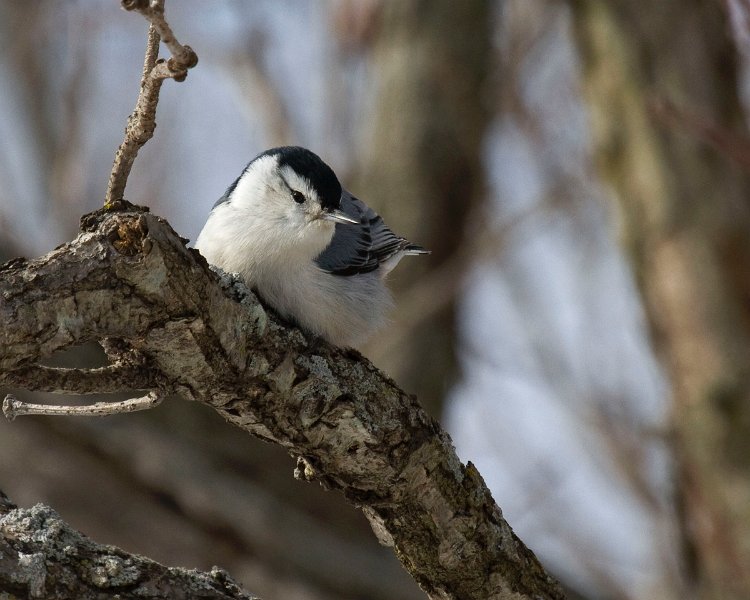 WBNuthatch-0069