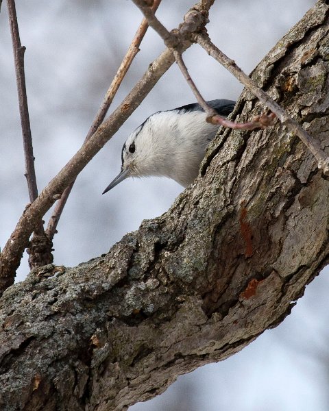 WBNuthatch-0073