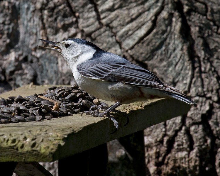 WBNuthatch-0076