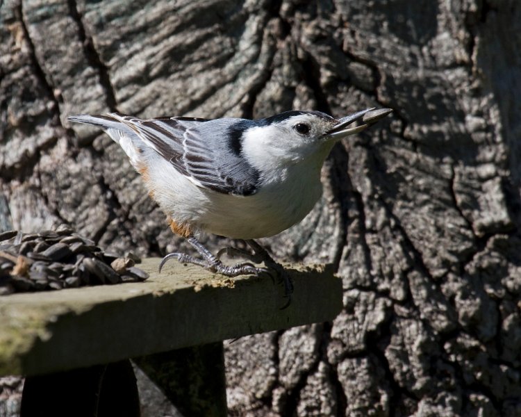 WBNuthatch-0077