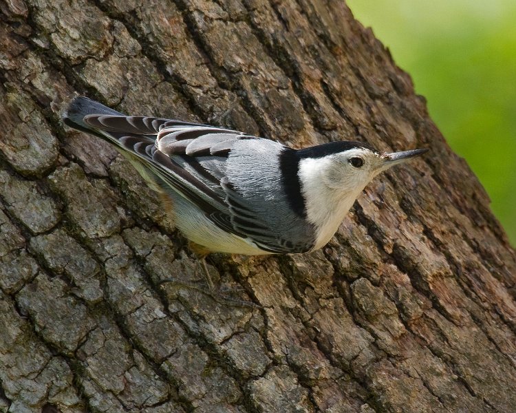 WBNuthatch-0078