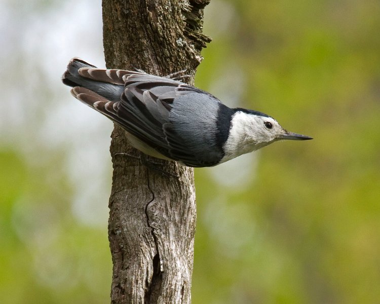 WBNuthatch-0079