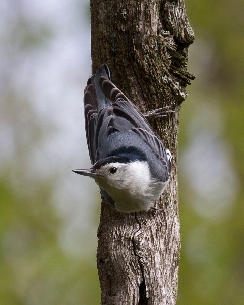 WBNuthatch-0080