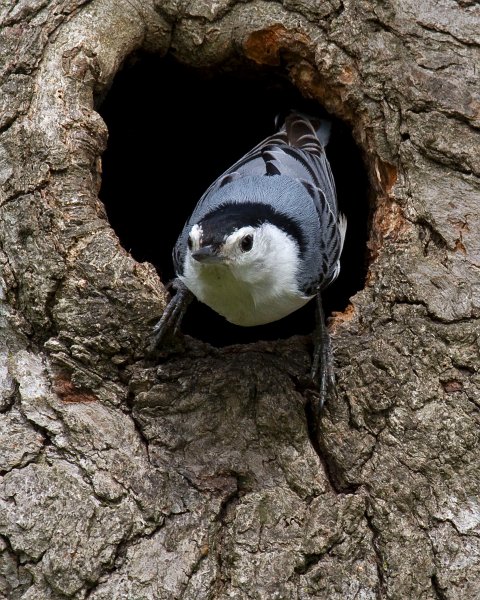 WBNuthatch-0081