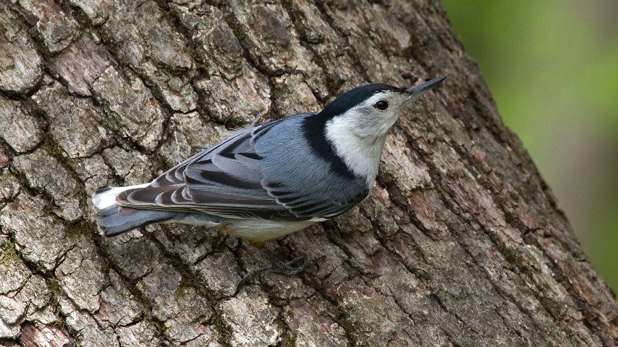 WBNuthatch-0083