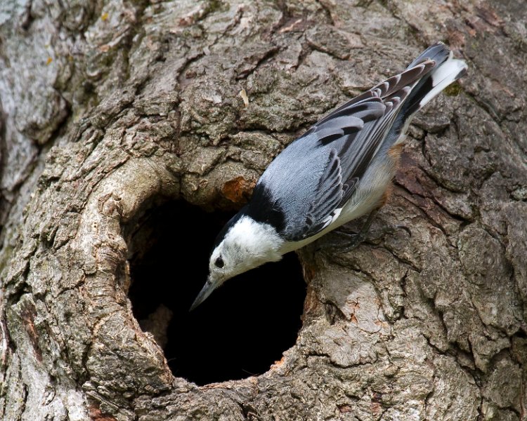 WBNuthatch-0084