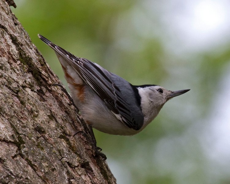 WBNuthatch-0085