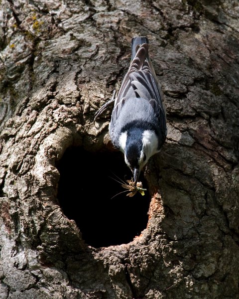 WBNuthatch-0086