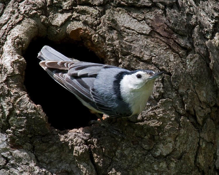 WBNuthatch-0087