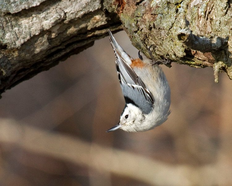 WBNuthatch-0091