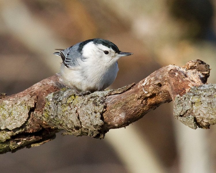 WBNuthatch-0092