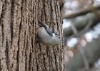 WBNuthatch-0001.jpg