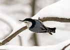 WBNuthatch-0024.jpg