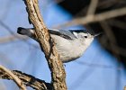 WBNuthatch-0033.jpg