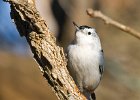 WBNuthatch-0035.jpg