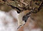 WBNuthatch-0051.jpg