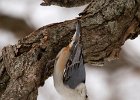 WBNuthatch-0052.jpg