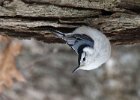 WBNuthatch-0053.jpg