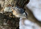 WBNuthatch-0056.jpg