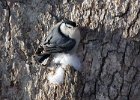 WBNuthatch-0057.jpg