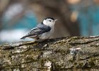 WBNuthatch-0059.jpg