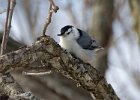 WBNuthatch-0068.jpg