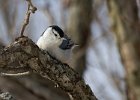 WBNuthatch-0069.jpg