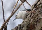 WBNuthatch-0073.jpg