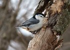 WBNuthatch-0074.jpg