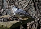 WBNuthatch-0076.jpg