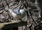 WBNuthatch-0077.jpg