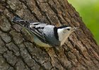 WBNuthatch-0078.jpg