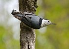 WBNuthatch-0079.jpg