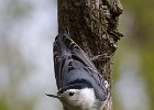 WBNuthatch-0080.jpg