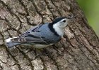 WBNuthatch-0083.jpg