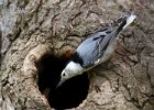 WBNuthatch-0084.jpg