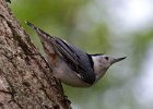 WBNuthatch-0085.jpg