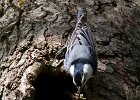 WBNuthatch-0086.jpg