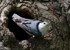 WBNuthatch-0087.jpg