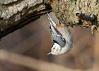 WBNuthatch-0091.jpg