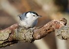 WBNuthatch-0092.jpg